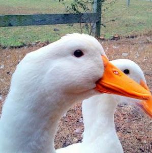 Speaking Duck Image